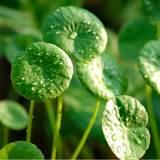 Centella Asiatica